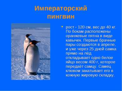 Императорский пингвин рост - 120 см, вес до 40 кг. По бокам расположены оранж...