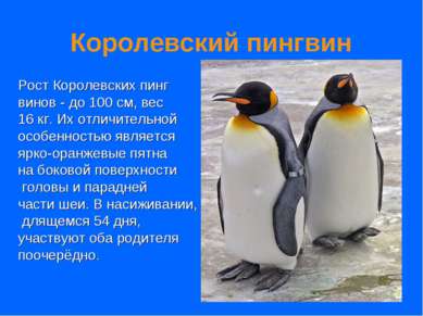 Королевский пингвин Рост Королевских пинг винов - до 100 см, вес 16 кг. Их от...