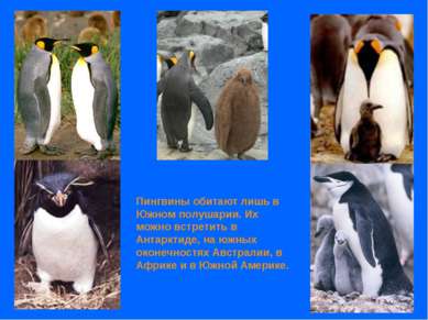 Пингвины обитают лишь в Южном полушарии. Их можно встретить в Антарктиде, на ...