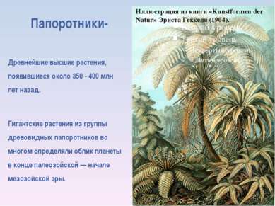 Папоротники- Древнейшие высшие растения, появившиеся около 350 - 400 млн лет ...