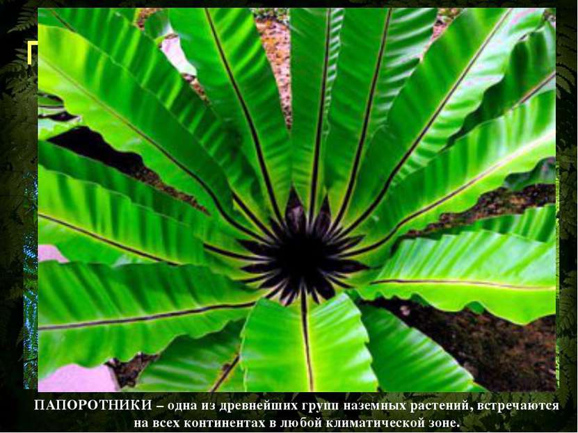 Папоротниковидные – большая группа споровых растений, насчитывающая свыше 10 ...