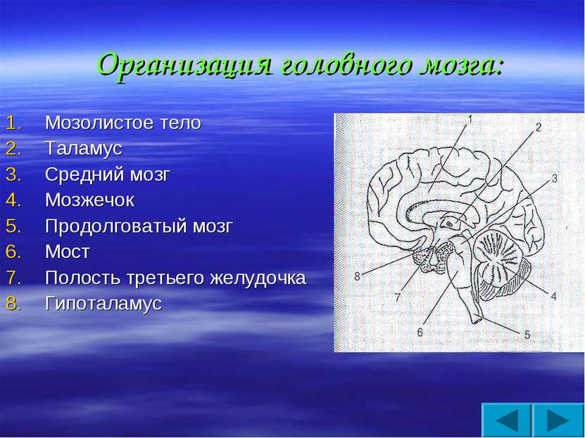 Организация головного мозга: Мозолистое тело Таламус Средний мозг Мозжечок Пр...