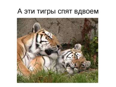 А эти тигры спят вдвоем