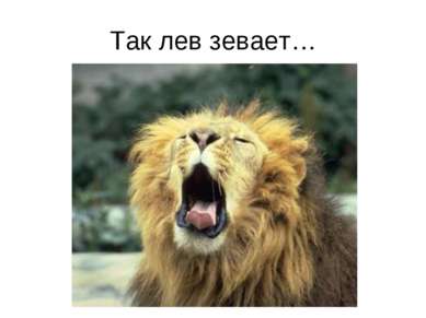 Так лев зевает…