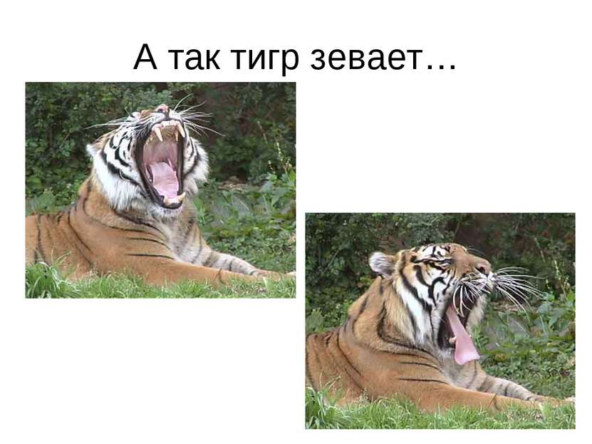 А так тигр зевает…