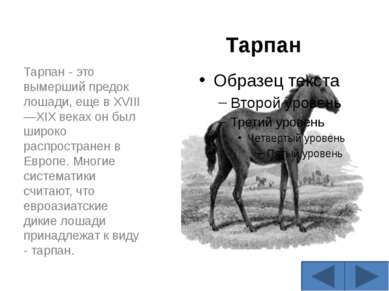 Тарпан Тарпан - это вымерший предок лошади, еще в XVIII—XIX веках он был широ...