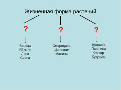 Жизненная форма растений Берёза Яблоня Липа Сосна ? ? Смородина Шиповник Мали...