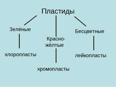 Пластиды Зелёные Красно-жёлтые Бесцветные хлоропласты хромопласты лейкопласты