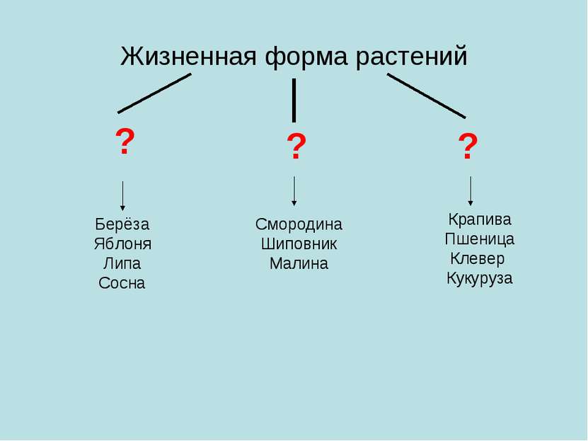 Жизненная форма растений Берёза Яблоня Липа Сосна ? ? Смородина Шиповник Мали...