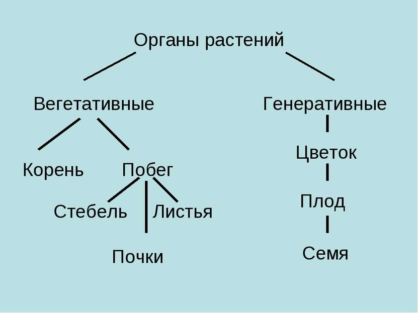 Органы растений Вегетативные Генеративные Корень Побег Стебель Листья Почки Ц...