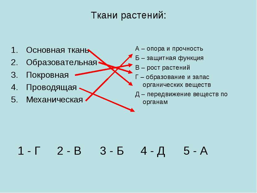 Ткани растений: Основная ткань Образовательная Покровная Проводящая Механичес...