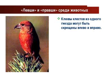 www.themegallery.com Company Logo «Левши» и «правши» среди животных Клювы кле...