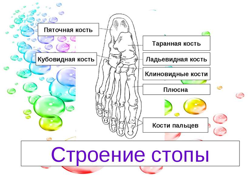 Таранная кость Ладьевидная кость Клиновидные кости Плюсна Кости пальцев Кубов...