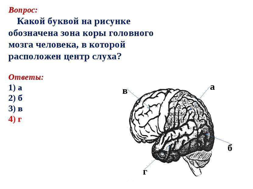 Вопрос: Какой буквой на рисунке обозначена зона коры головного мозга человека...