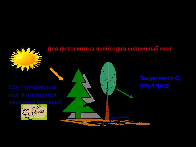 Роль зелёных растений в поддержании постоянного газового состава атмосферы и ...