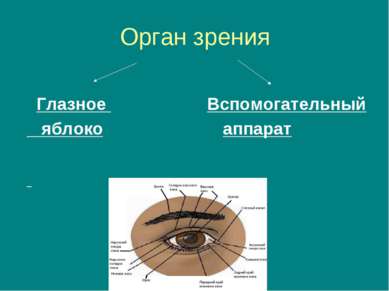 Орган зрения Глазное Вспомогательный яблоко аппарат