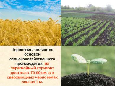 Черноземы являются основой сельскохозяйственного производства: их перегнойный...