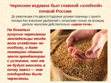 Чернозем издавна был главной «хлебной» почвой России До революции ста-двухсот...
