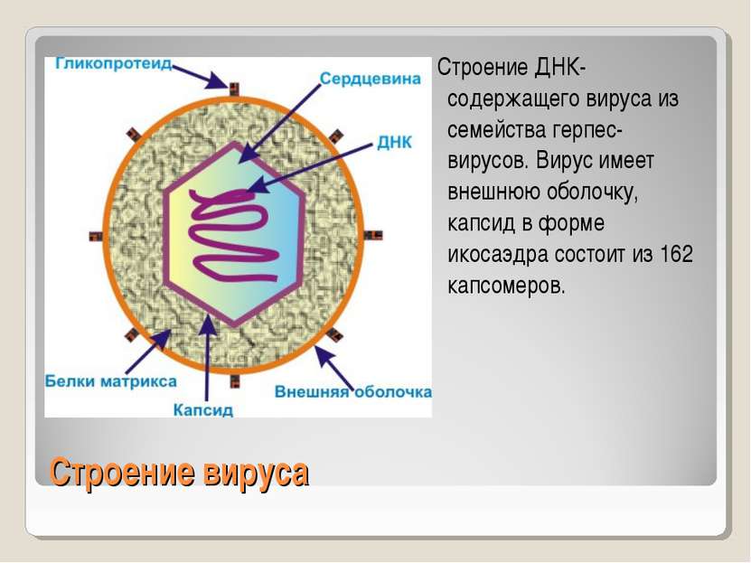 Строение вируса Строение ДНК-содержащего вируса из семейства герпес-вирусов. ...