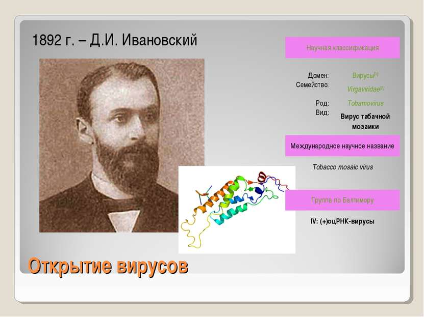 Открытие вирусов 1892 г. – Д.И. Ивановский Научная классификация Домен:  Виру...