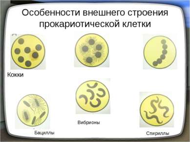 Особенности внешнего строения прокариотической клетки Кокки Бациллы Вибрионы ...
