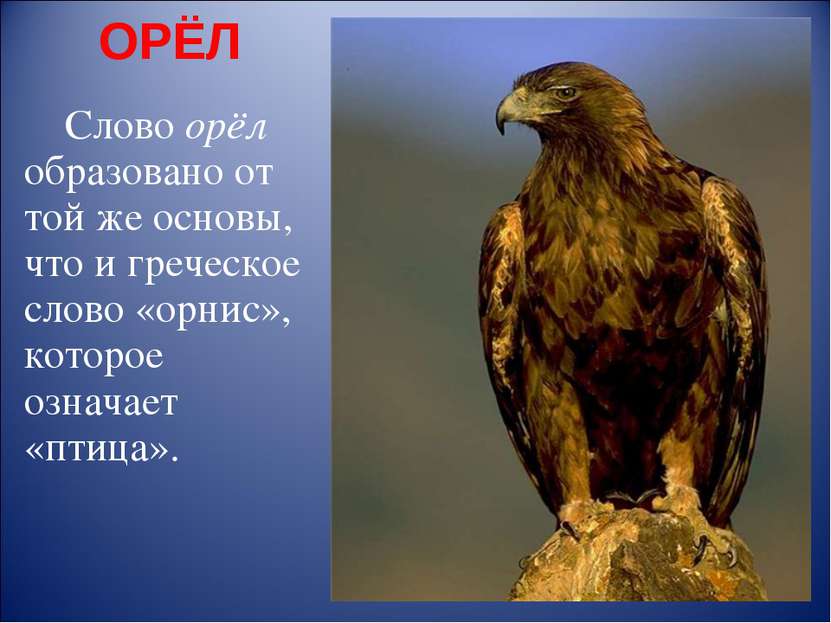 ОРЁЛ Слово орёл образовано от той же основы, что и греческое слово «орнис», к...