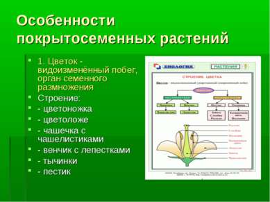 Особенности покрытосеменных растений 1. Цветок - видоизменённый побег, орган ...