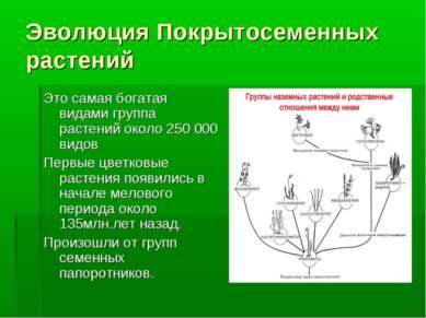 Эволюция Покрытосеменных растений Это самая богатая видами группа растений ок...