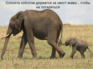 Как дети держатся за руку матери, так слонята ходят, держась хоботком за хвос...