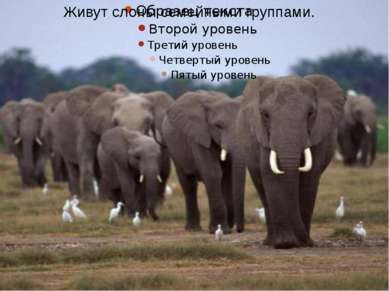 Живут слоны семейными группами.