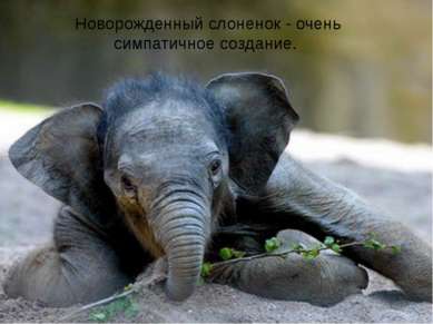 Новорожденный слоненок - очень симпатичное создание.