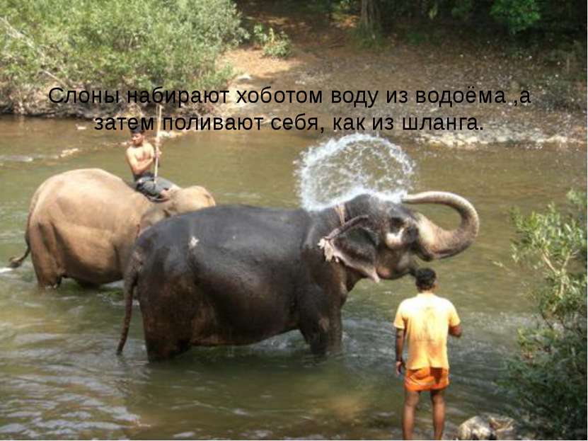 Слоны набирают хоботом воду из водоёма ,а затем поливают себя, как из шланга.