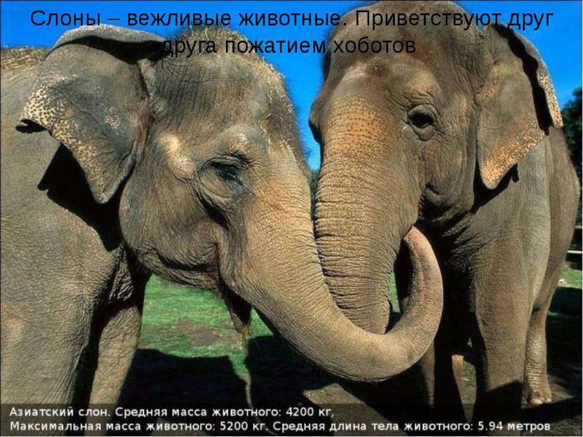 Слоны – вежливые животные. Приветствуют друг друга пожатием хоботов
