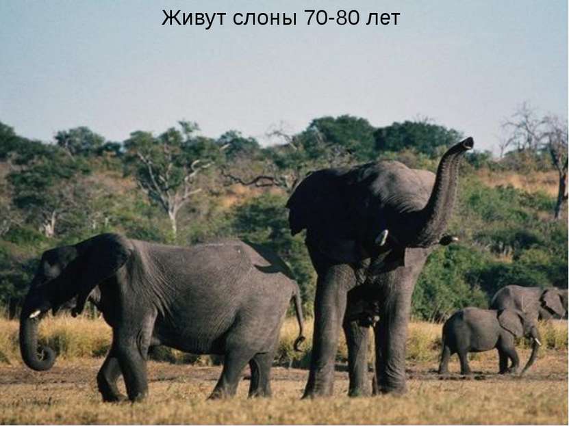 Живут слоны 70-80 лет