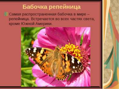 Бабочка репейница Самая распространенная бабочка в мире – репейница. Встречае...