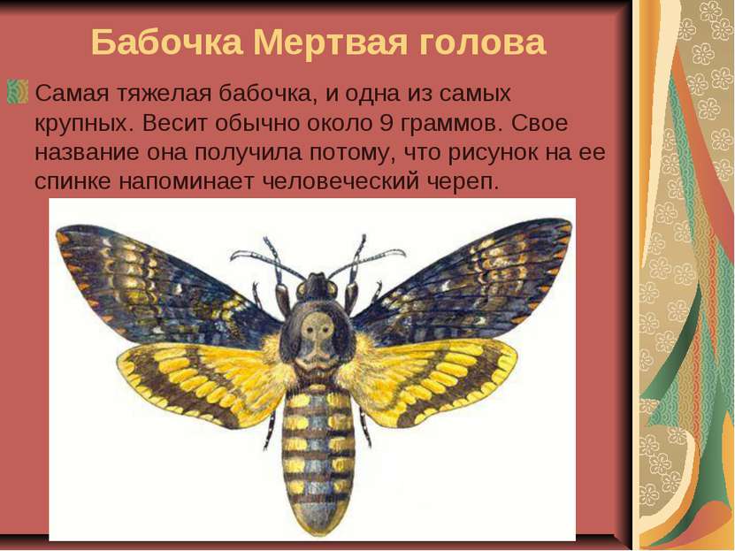 Бабочка Мертвая голова Самая тяжелая бабочка, и одна из самых крупных. Весит ...