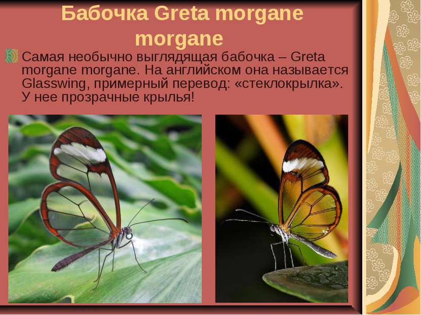 Бабочка Greta morgane morgane Самая необычно выглядящая бабочка – Greta morga...