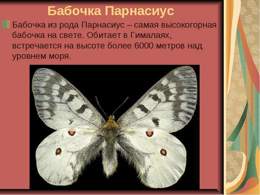 Бабочка Парнасиус Бабочка из рода Парнасиус – самая высокогорная бабочка на с...