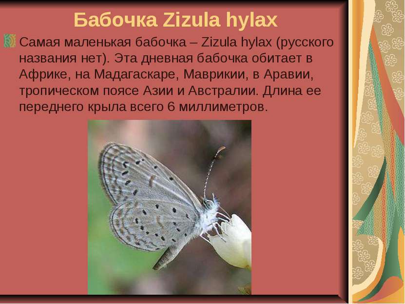 Бабочка Zizula hylax Самая маленькая бабочка – Zizula hylax (русского названи...