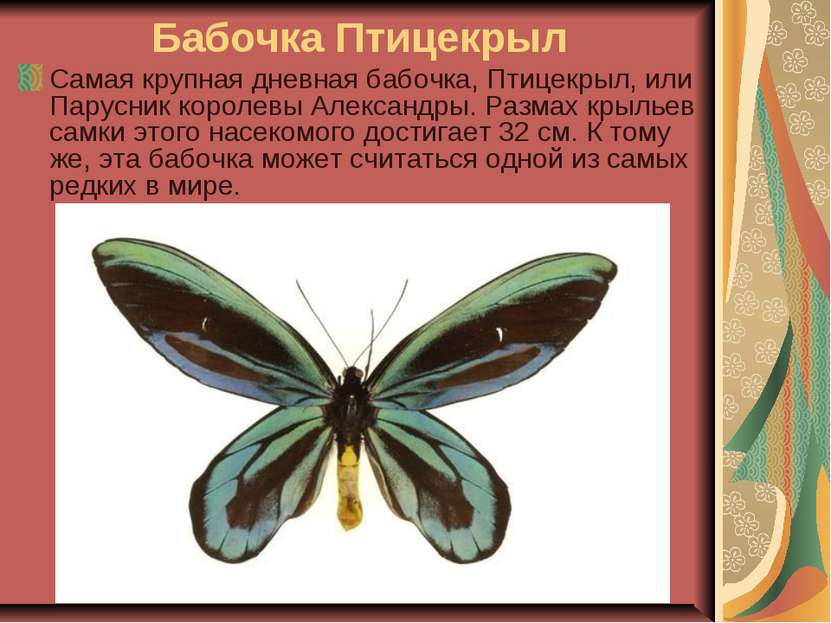 Бабочка Птицекрыл Самая крупная дневная бабочка, Птицекрыл, или Парусник коро...