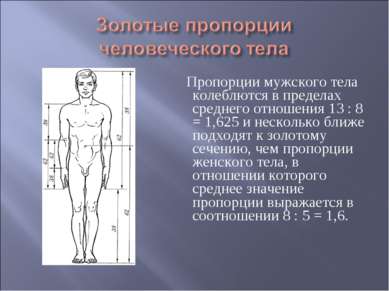 Пропорции мужского тела колеблются в пределах среднего отношения 13 : 8 = 1,6...