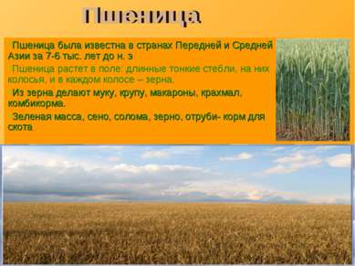 Пшеница была известна в странах Передней и Средней Азии за 7-6 тыс. лет до н....