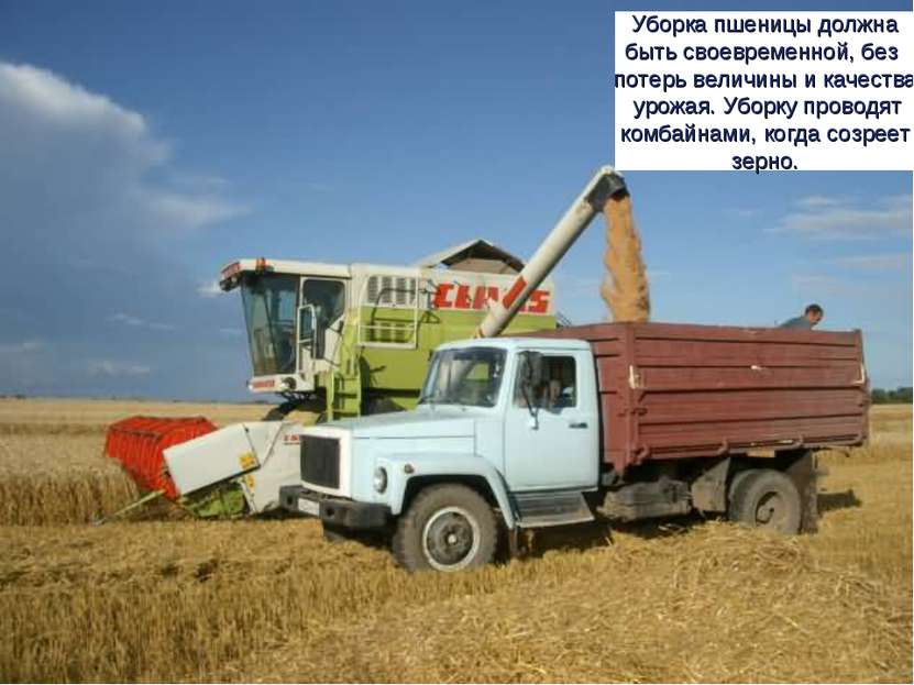 Уборка пшеницы должна быть своевременной, без потерь величины и качества урож...