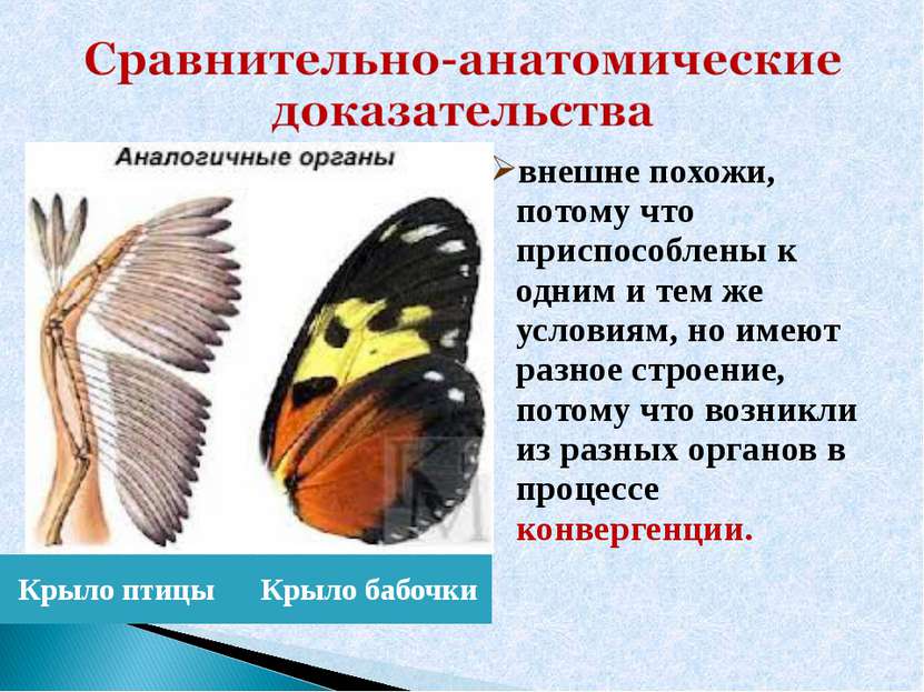 Крыло птицы Крыло бабочки внешне похожи, потому что приспособлены к одним и т...