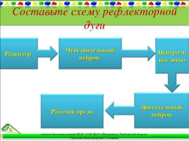 Составьте схему рефлекторной дуги учитель биологии и химии МОУ СОШ №19 г.Мичу...