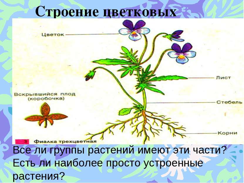 Строение цветковых растений. Все ли группы растений имеют эти части? Есть ли ...