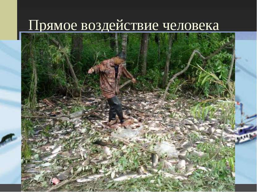 Прямое воздействие человека Браконьерство в Крымском заповеднике На Алтае На ...