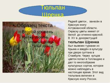 Тюльпан Шренка Редкий цветок , занесён в Красную книгу Астраханской области. ...