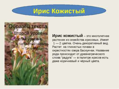 Ирис Кожистый Ирис кожистый – это многолетнее растение из семейства ирисовых....