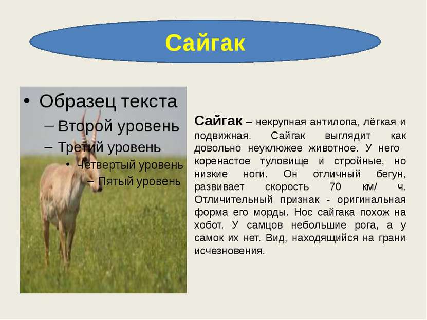 Сайгак Сайгак – некрупная антилопа, лёгкая и подвижная. Сайгак выглядит как д...